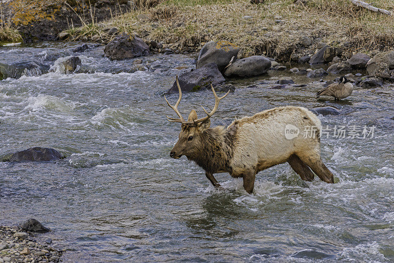 雄性落基山麋鹿(Cervus elaphus)是在落基山脉和黄石国家公园发现的麋鹿亚种。穿过一条河。